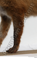  Red fox leg 0021.jpg